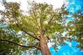 Best Palm Tree Trimming  in Sugarland Run, VA