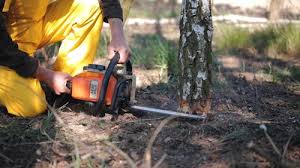 Best Tree Removal  in Sugarland Run, VA