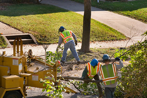 Leaf Removal in Sugarland Run, VA