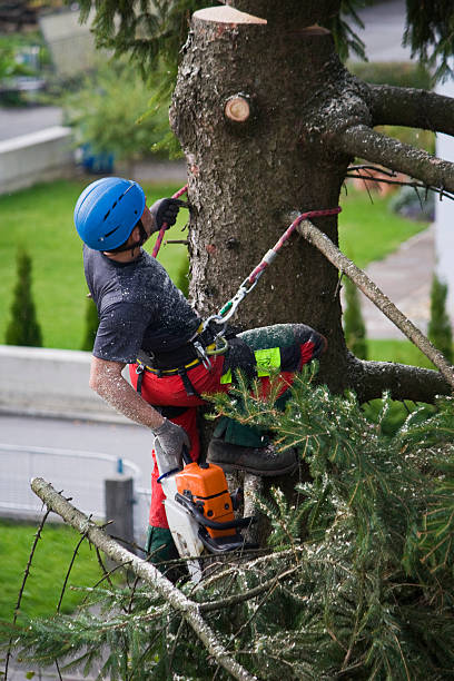 Why Choose Our Tree Removal Services in Sugarland Run, VA?