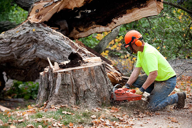 Best Tree Maintenance Programs  in Sugarland Run, VA